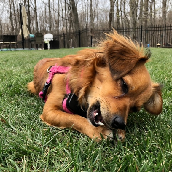 Meet Elayna! - Picture 2 of 2